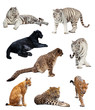 big wildcats. Isolated  over white