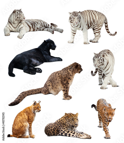 Photo: big wildcats. Isolated over white big wildcats. Isolated over white