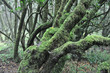 lorbeerwald