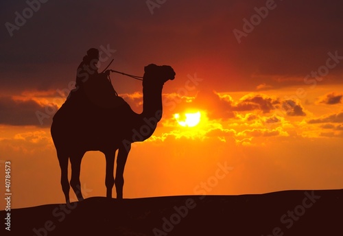 Photo: Camel on desert during sunset Camel on desert during sunset