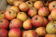 pommes du marais vernier