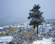 Photo: Tree growing in snowy rural landscape Tree growing in snowy rural landscape