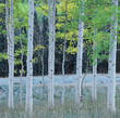 Photo: White trees growing in forest White trees growing in forest