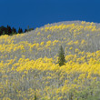 Photo: Green tree growing in yellow forest Green tree growing in yellow forest