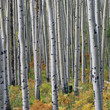 Photo: Close up of white trees in forest Close up of white trees in forest