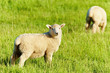 Grazing lambs