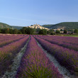 Flowers growing in field