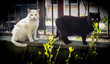 Tommy- cats