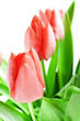 Tulips Tulips