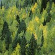 Photo: Trees growing on forested hillside Trees growing on forested hillside