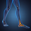 human radiography scan