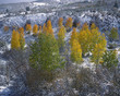 Photo: Autumn trees growing in snowy landscape Autumn trees growing in snowy landscape