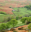 Trees and rolling hills in rural landscape