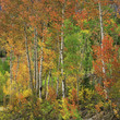 Photo: Autumn trees in forest Autumn trees in forest