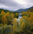 Trees and river in rural landscape