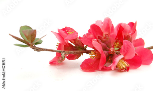 Photo: pink flower, close up pink flower, close up