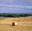 Haybales in rural field