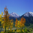 Photo: Autumn trees growing in rural landscape Autumn trees growing in rural landscape