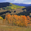Photo: Trees growing on hillsides in rural landscape Trees growing on hillsides in rural landscape