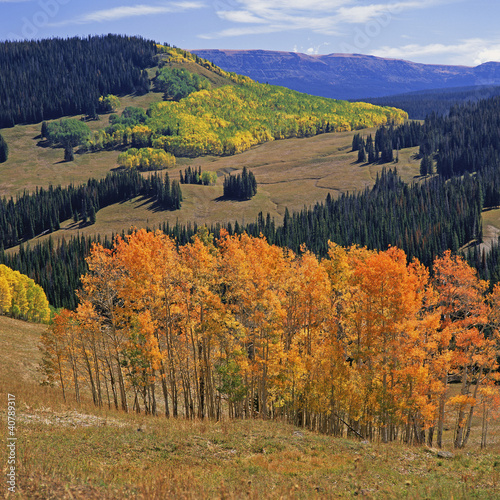 Photo: Trees growing on hillsides in rural landscape Trees growing on hillsides in rural landscape