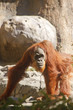 Orangutan Walking Among Trees Orangutan Walking Among Trees