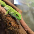 green gecko lizard