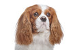 Photo en ligne au meilleur prix Cavalier King Charles Spaniel Blenheim
