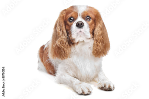 cavalier king charles spaniel pug mix mix puppy pug cavalier king charles spaniel by biglama royalty free breeds picture cavalier king charles spaniel pug mix mix puppy pug cavalier king charles spaniel by biglama royalty free breeds picture