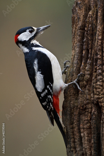 Photo: Great Spotted Woodpecker on a tree Great Spotted Woodpecker on a tree