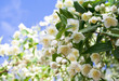 Photo: beautiful fresh jasmine flowers beautiful fresh jasmine flowers
