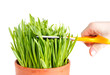 Cutting grass with scissors, isotad on white