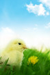 Little chicken on green grass and blue background Little chicken on green grass and blue background