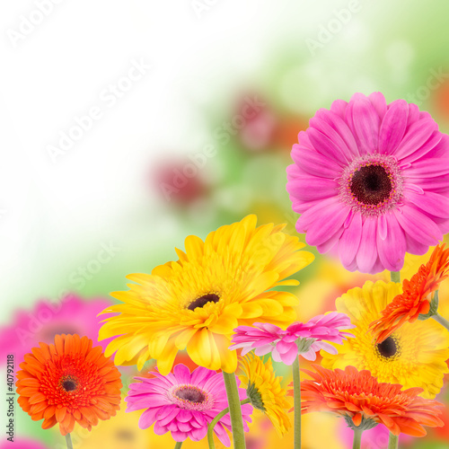Foto: Gerber flowers Gerber flowers