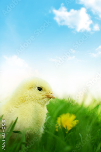 Photo: Little chicken on green grass and blue background Little chicken on green grass and blue background