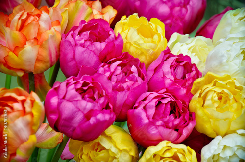 Foto: Seiden Tulpen Seiden Tulpen