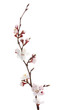 beautiful apricot blossom isolated on white.