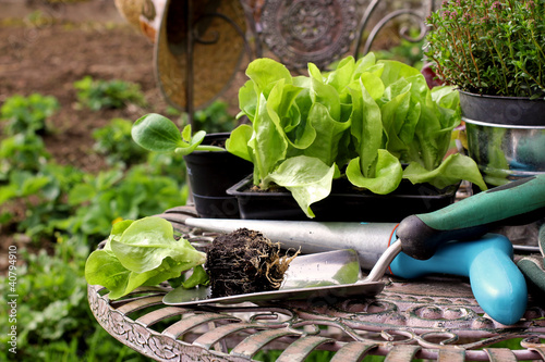 Photo: Salatsetzlinge, salad seedlings Salatsetzlinge, salad seedlings