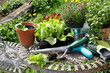 Photo: Gartenarbeit, Setzlinge, gardening Gartenarbeit, Setzlinge, gardening