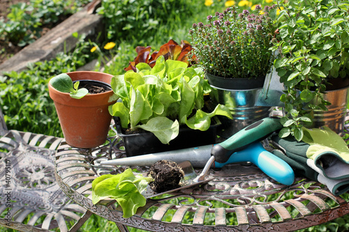 Foto: Gartenarbeit, Setzlinge, gardening Gartenarbeit, Setzlinge, gardening