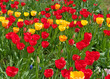 Frühlingsboten