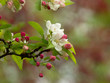 Blossom