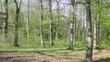 Wald
