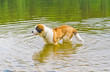 Saint Bernard Dog in Water