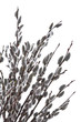 pussy willows branches on a white background