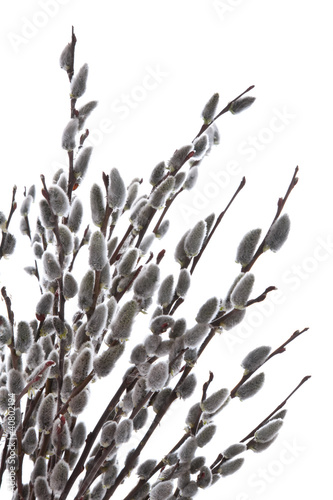 Photo: pussy willows branches on a white background pussy willows branches on a white background