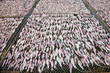 Drying Squid Farm1