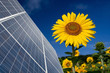 Sonnenblume