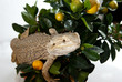 Bartagame in plant