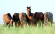 Group of wild horses in field at morning.