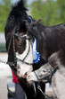 Clydesdale horse and pony in summer.